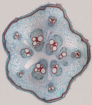 Curcurbits root cross-section panorama